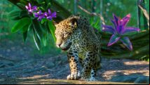 Planet Zoo's South America Pack adds five new animals