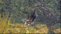 Monster Hunter Rise Sunbreak Awegite locations and how to get more