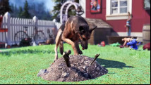 Fallout 76 pets are real, and they'll be ing your camp this year