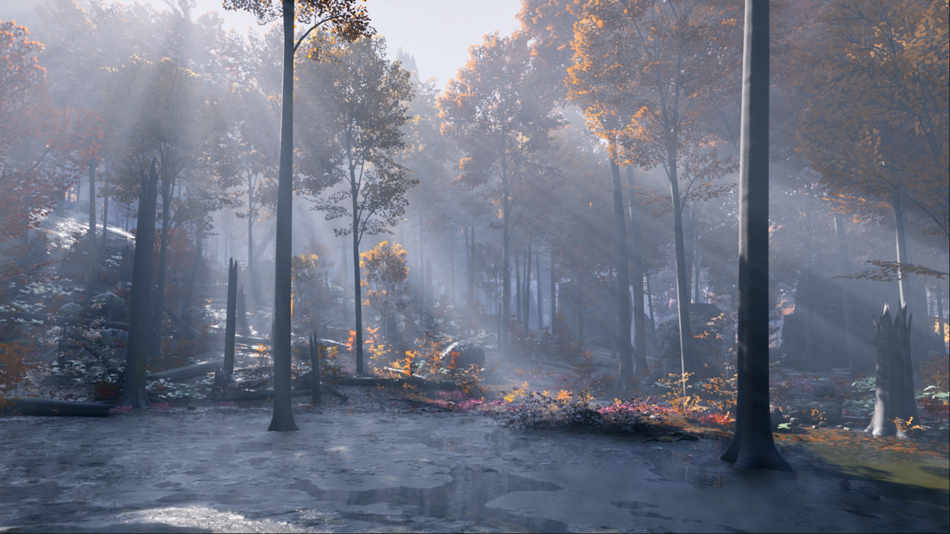 Project Artemis: A muddy forest with sun rays cutting through the trees